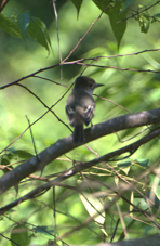 La Sagra's Flycatcher - ML643373410