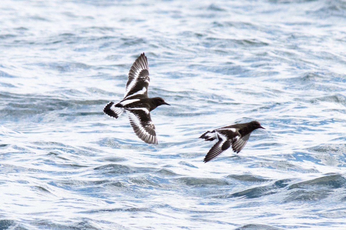 Black Turnstone - ML643373443