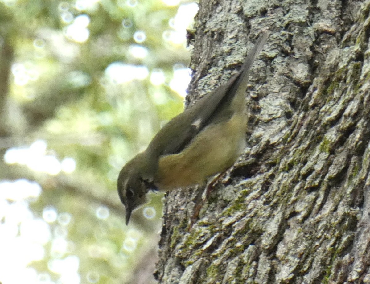 Black-throated Blue Warbler - ML643373444