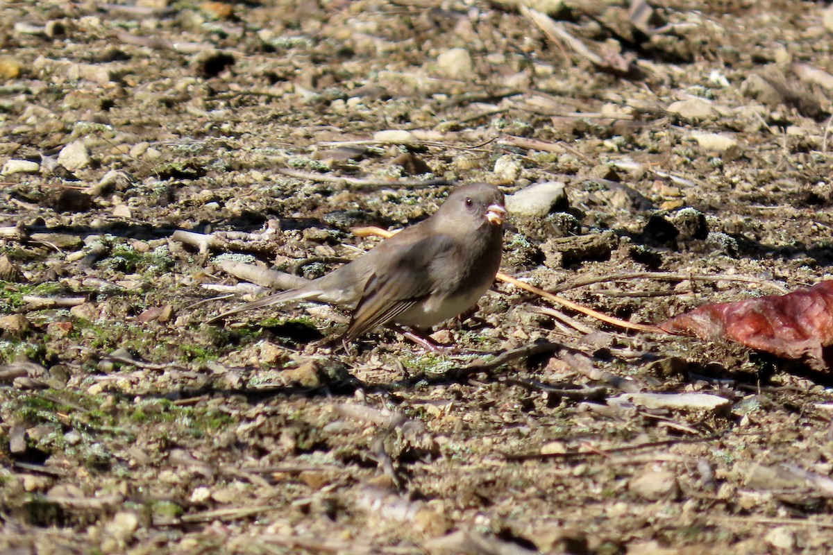 Dark-eyed Junco - ML643373449