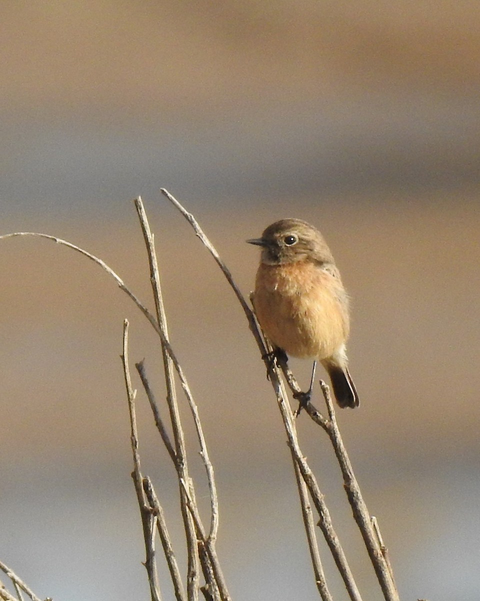 European Stonechat - ML643373465