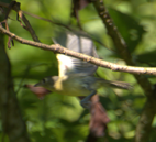 Cuban Vireo - ML643373491