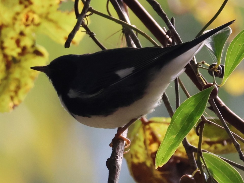 Black-throated Blue Warbler - ML643373570