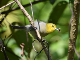 Yellow-headed Warbler - ML643373571