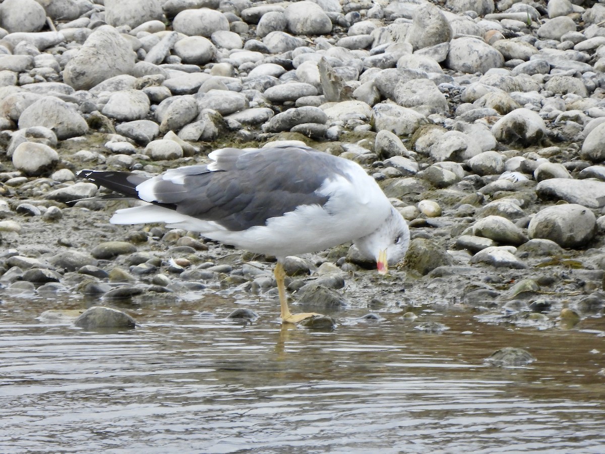 Kaio iluna - ML643373581