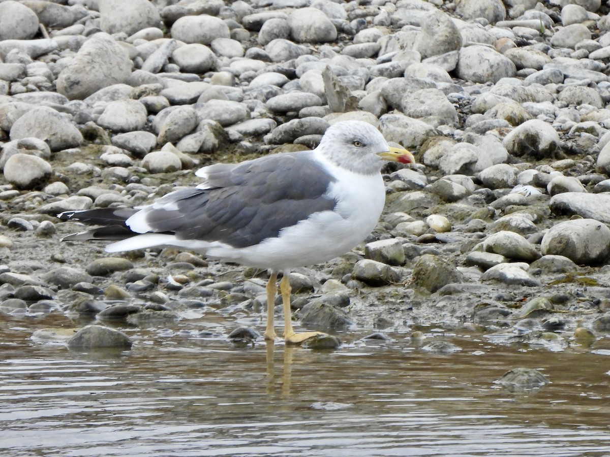 Kaio iluna - ML643373582