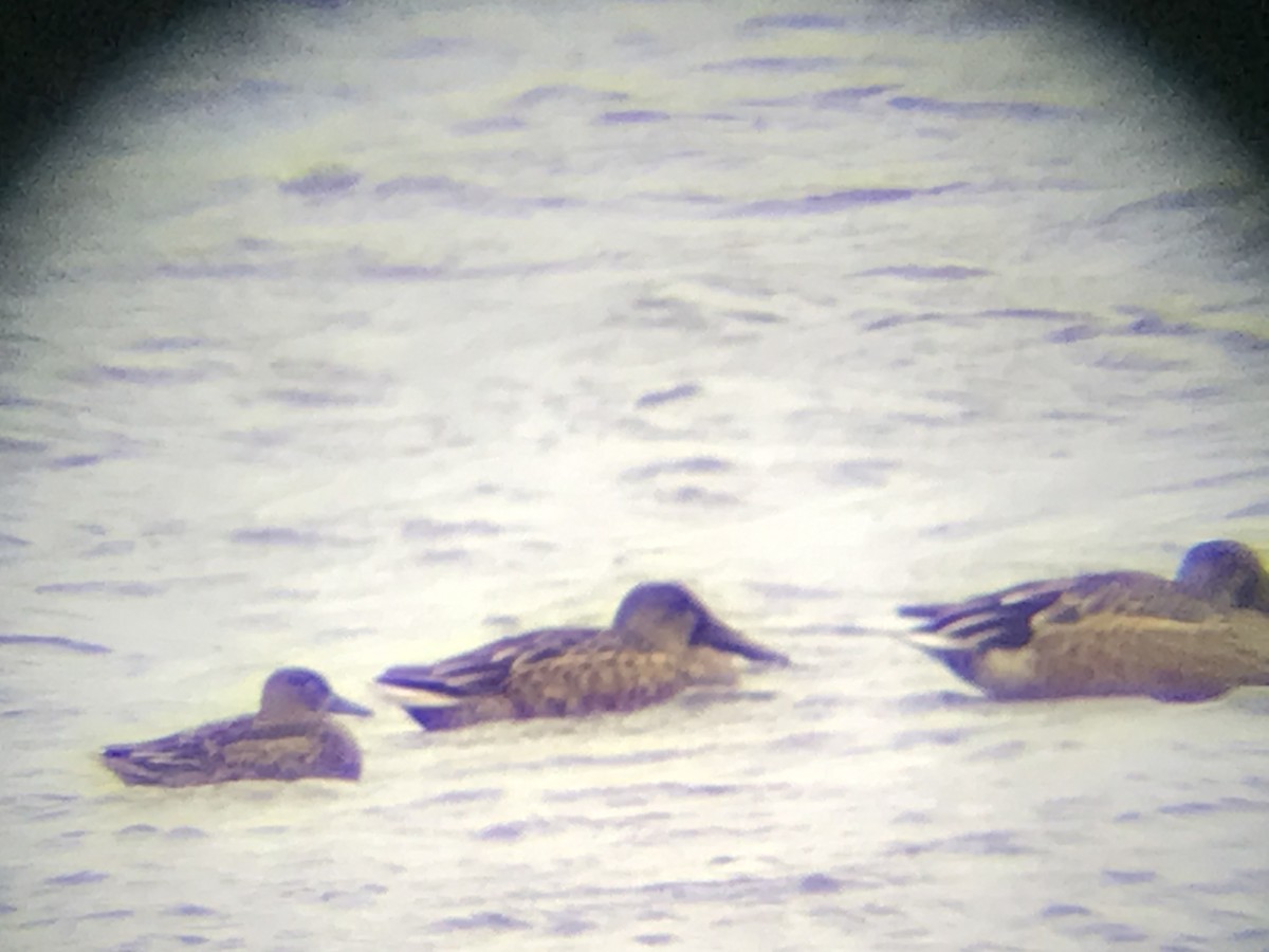 Blue-winged Teal - ML643373587