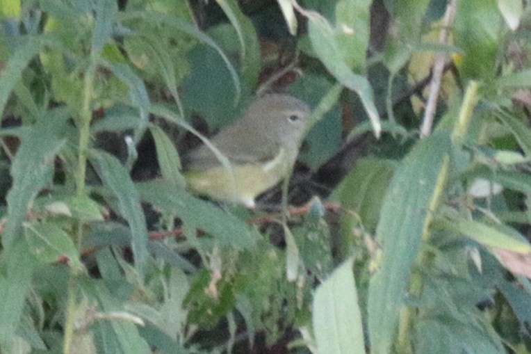 Orange-crowned Warbler - ML643373593