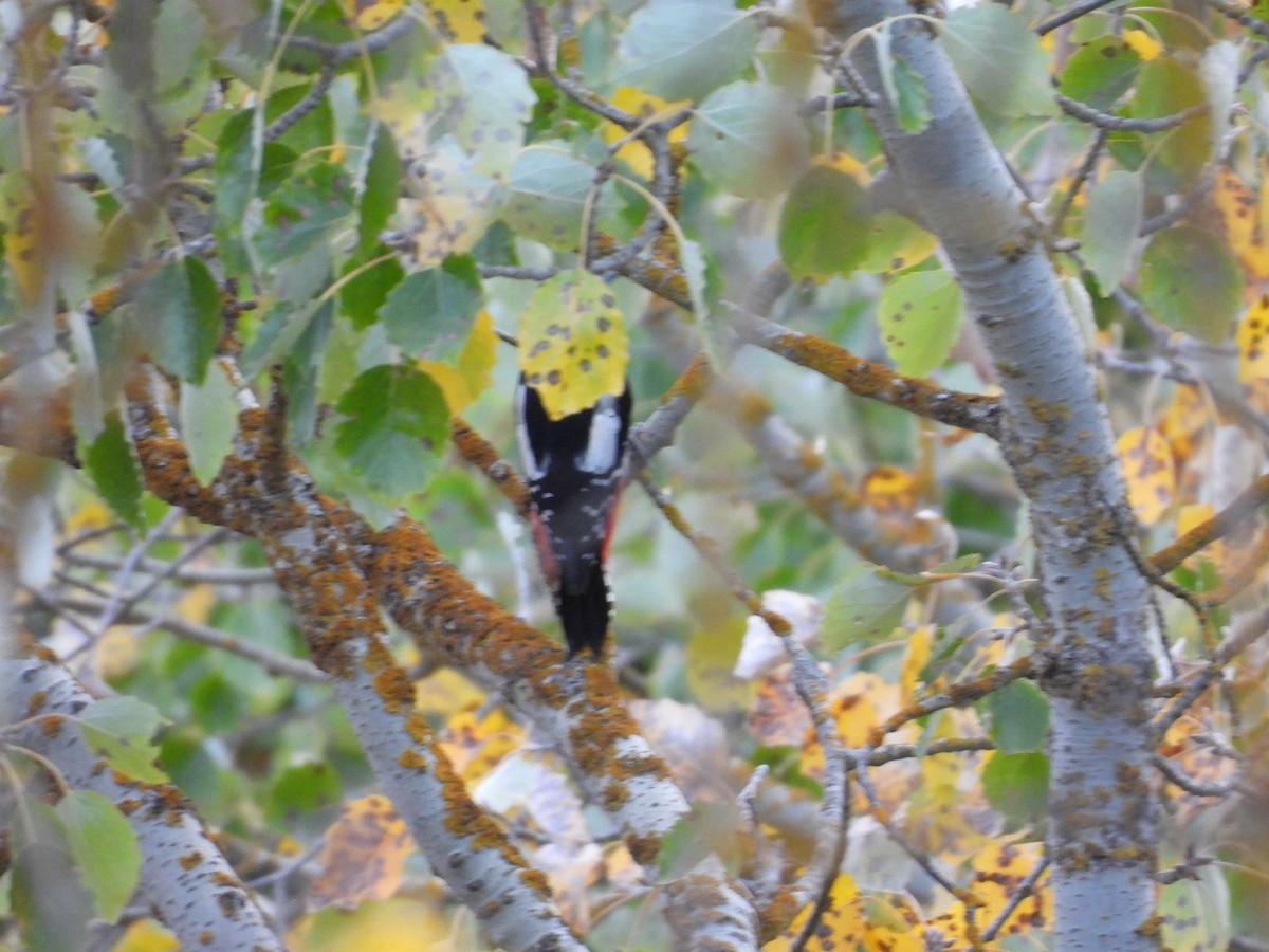 Great Spotted Woodpecker - ML643373594
