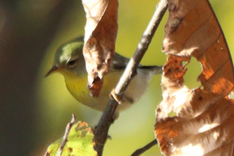 Northern Parula - ML643373596