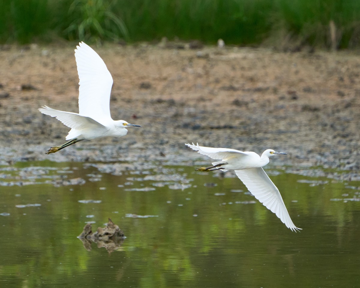 Snowy Egret - ML643373597
