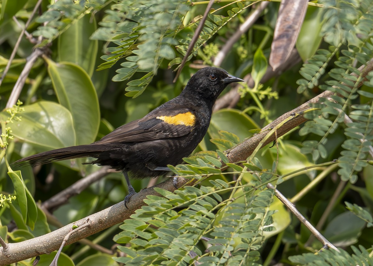 Variable Oriole - ML643373599