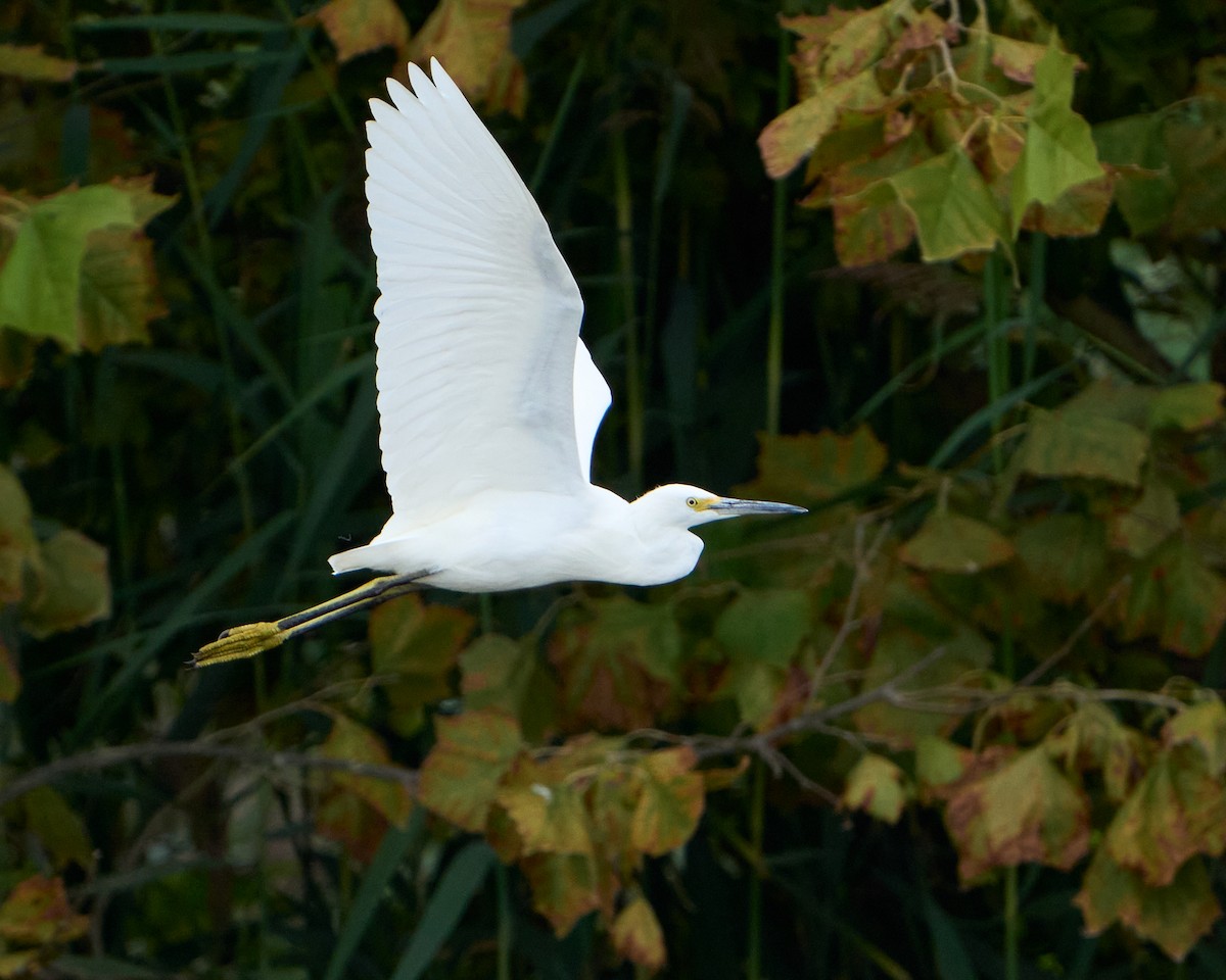 Snowy Egret - ML643373600