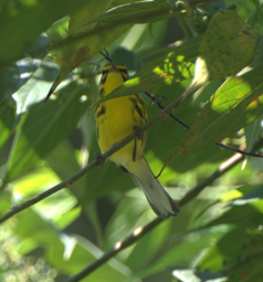 Prairie Warbler - ML643373602