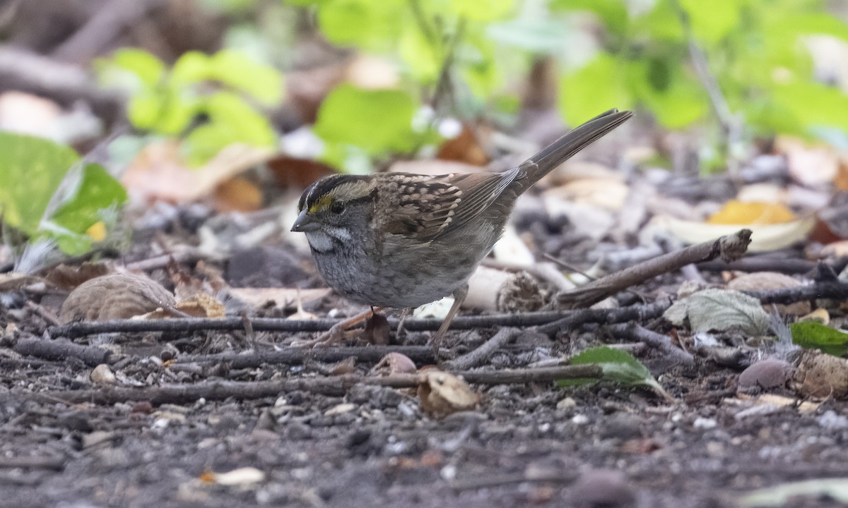 White-throated Sparrow - ML643373607