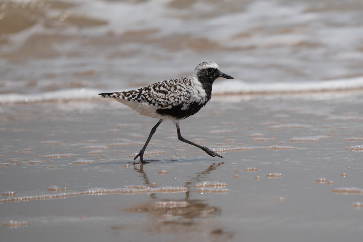 Буурал сүвээ цагаан - ML643373612