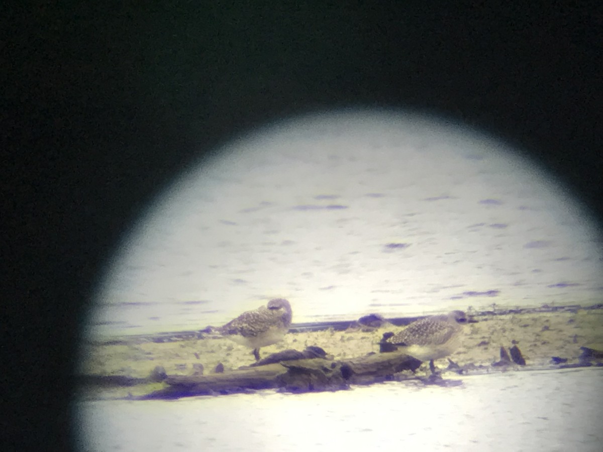 Black-bellied Plover - ML643373620