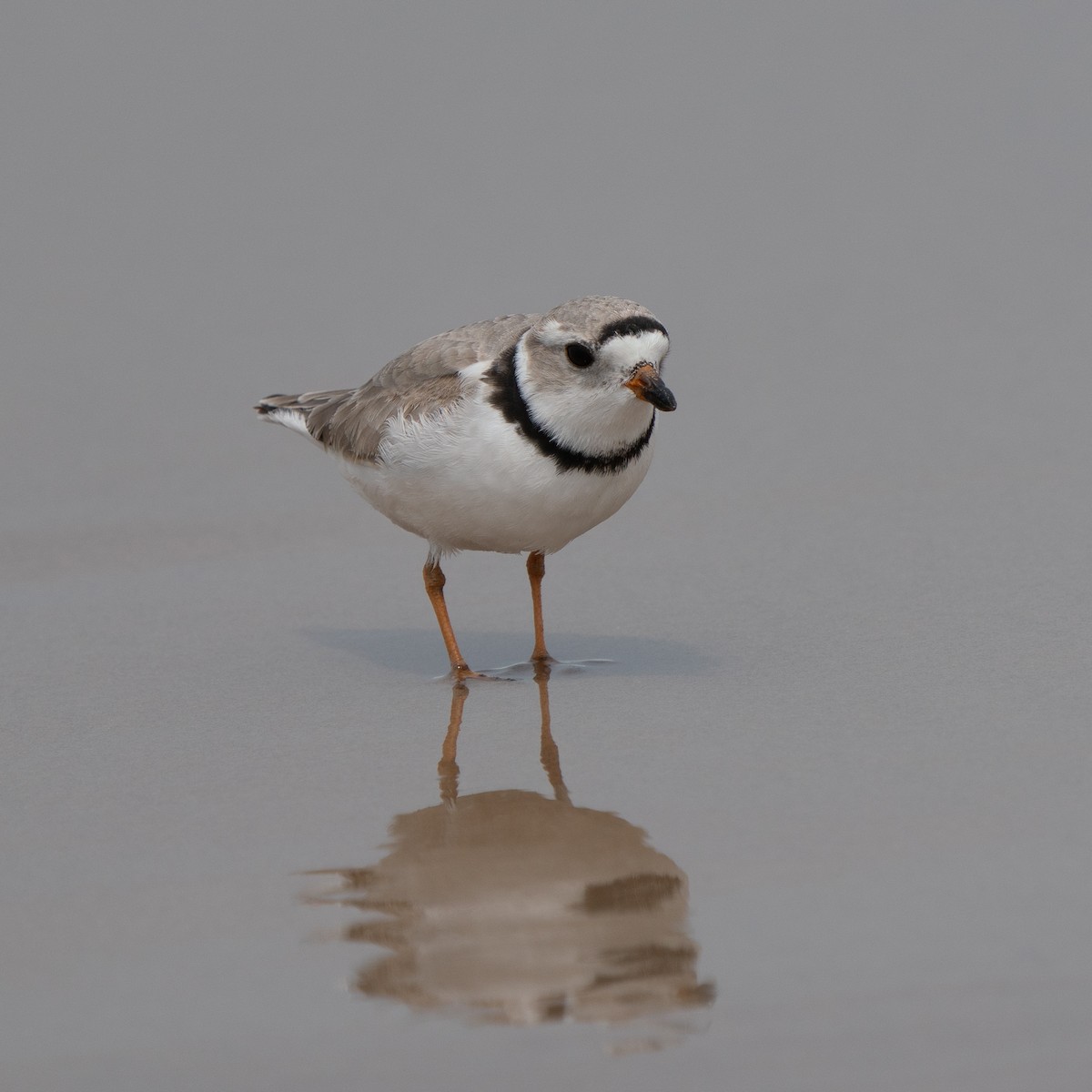 Piping Plover - ML643373622