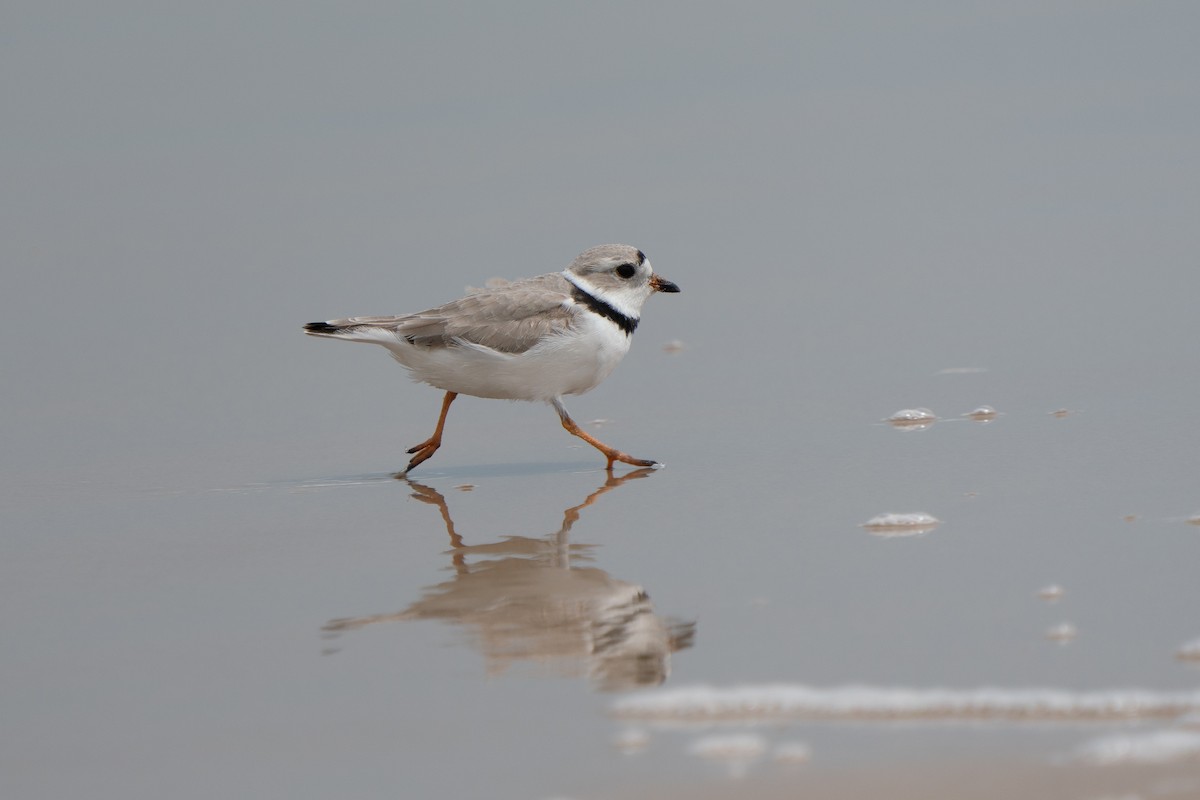 Piping Plover - ML643373623