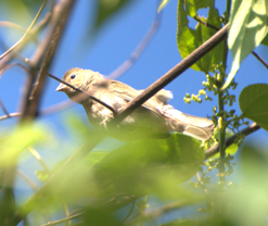 Yellow-faced Grassquit - ML643373624
