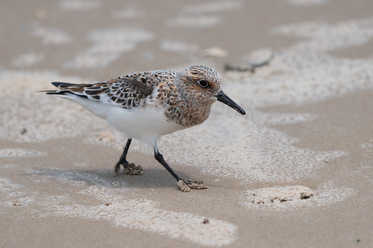 Гурвалж элсэг - ML643373634