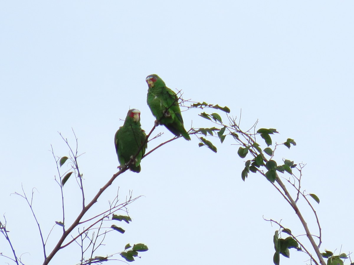 コボウシインコ - ML643373639