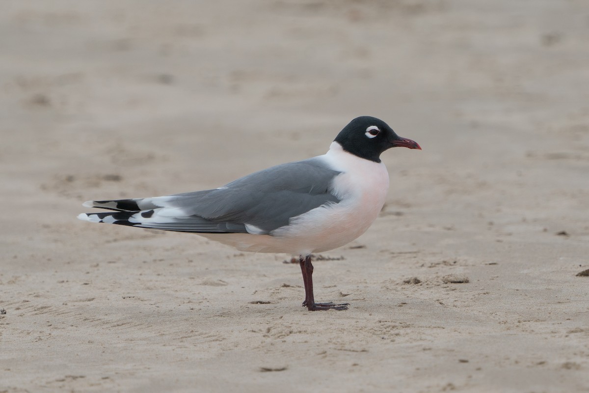 Franklin's Gull - ML643373640