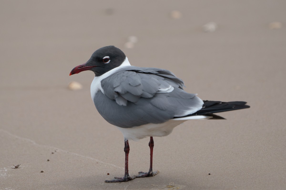 Laughing Gull - ML643373641