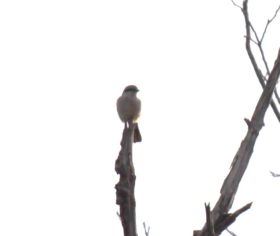 Alcaudón Boreal - ML643373666