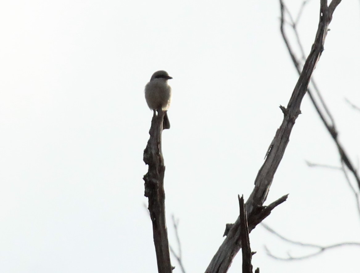Alcaudón Boreal - ML643373668