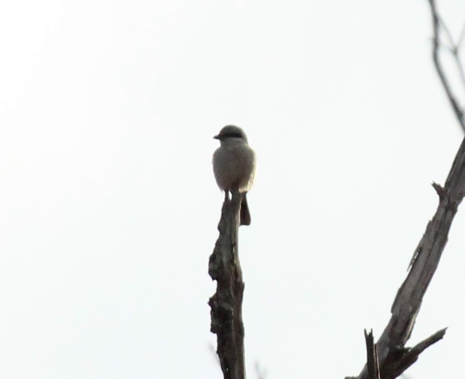 Alcaudón Boreal - ML643373669