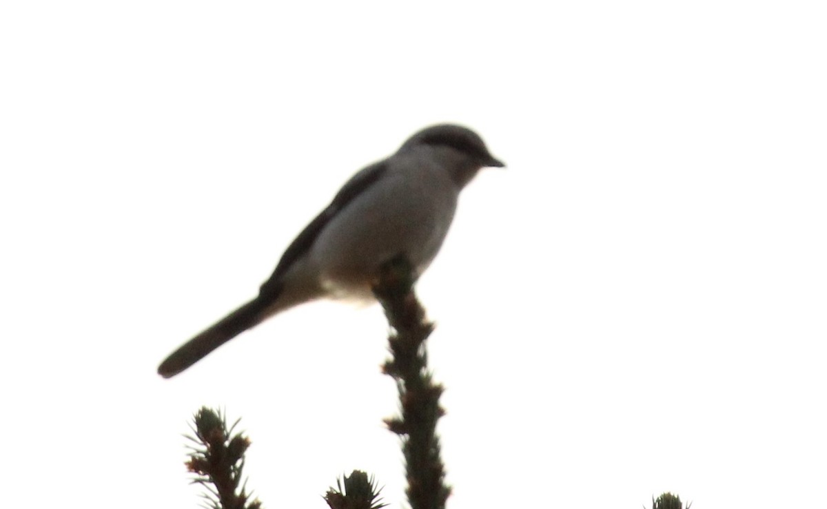 Alcaudón Boreal - ML643373670