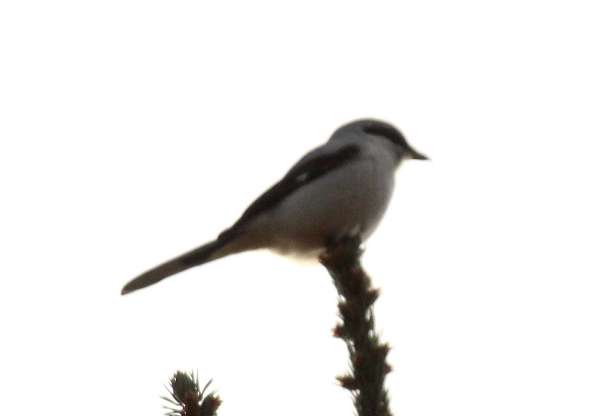 Alcaudón Boreal - ML643373671
