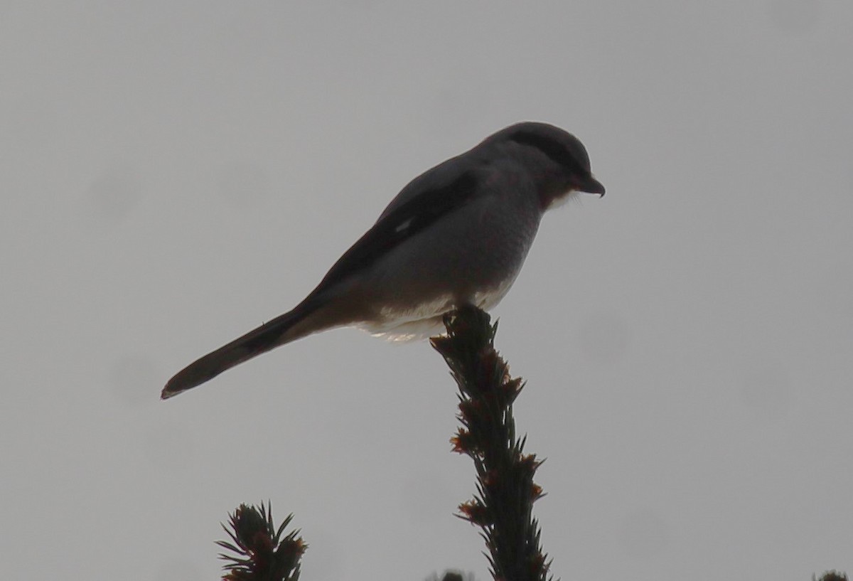 Alcaudón Boreal - ML643373672