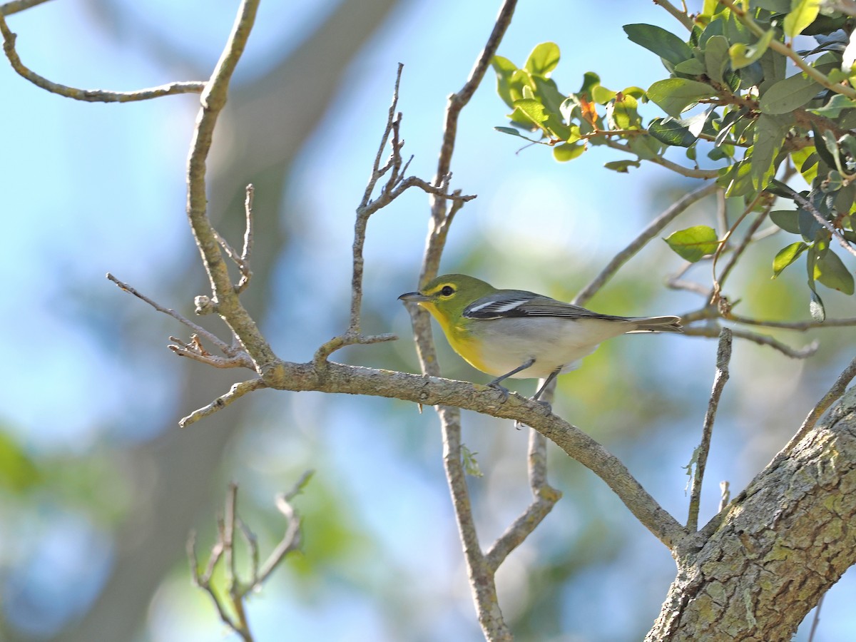 Sarı Gerdanlı Vireo - ML643373681