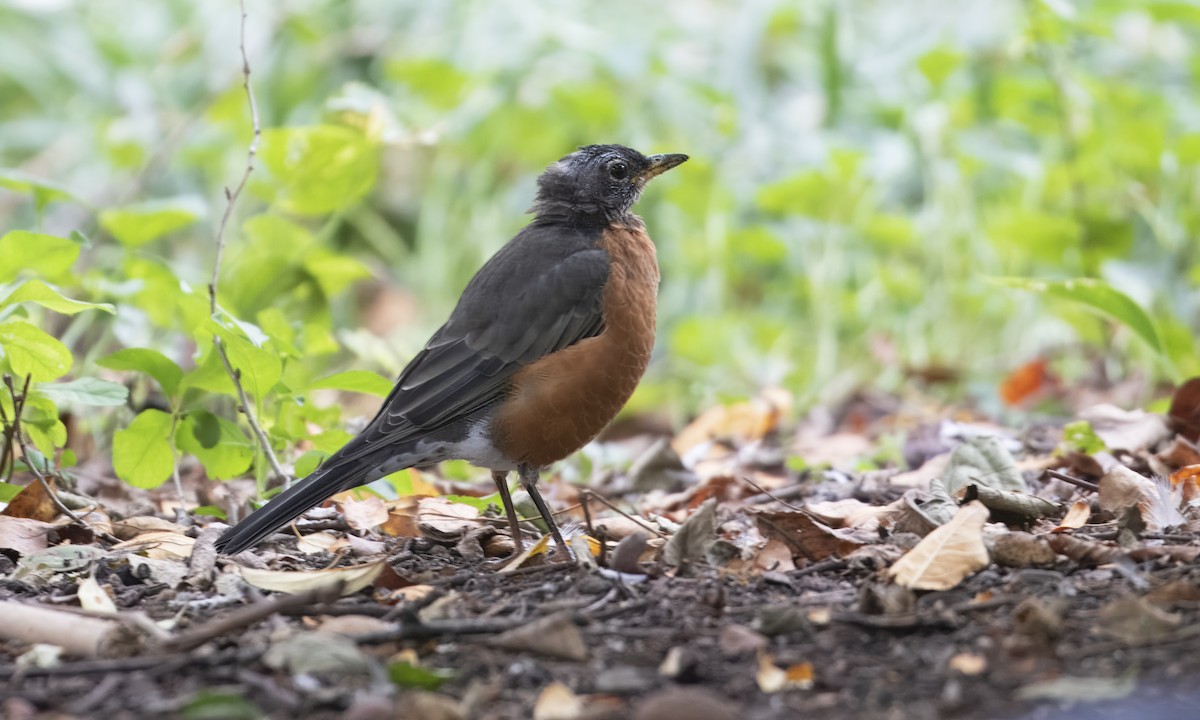 American Robin - ML643373683