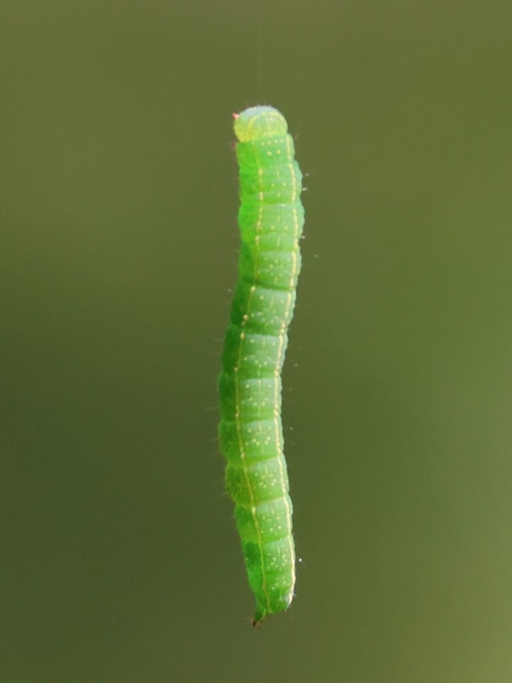 Insects - ML643373707