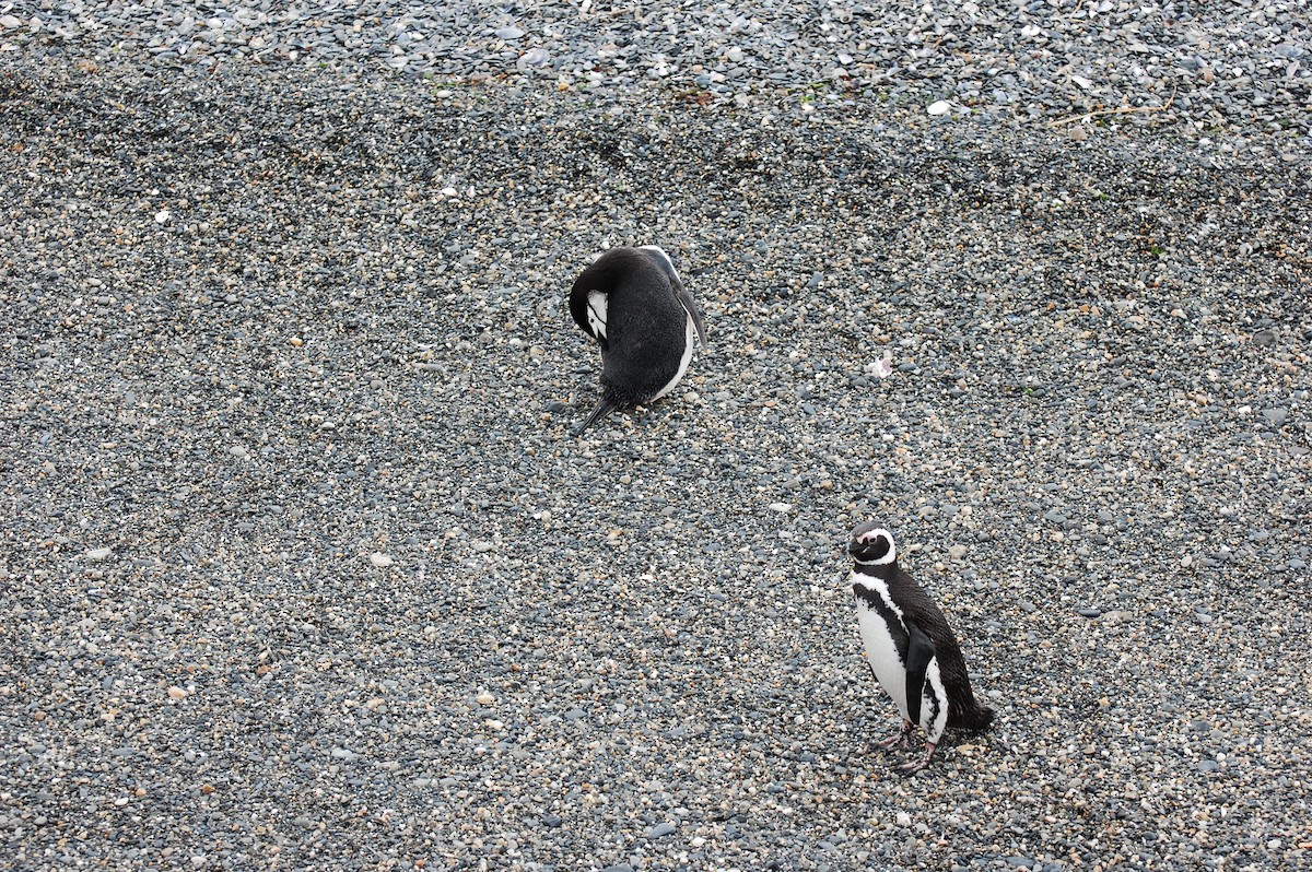 マゼランペンギン - ML643373714