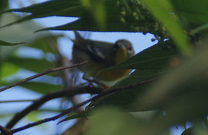 Northern Parula - ML643373719
