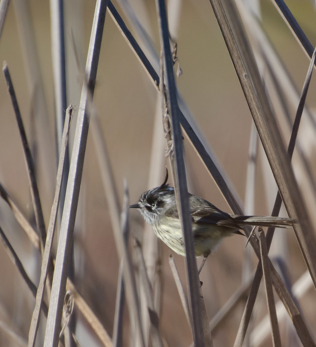Tufted Tit-Tyrant - ML643373730