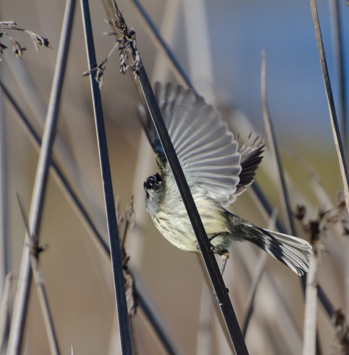 Tufted Tit-Tyrant - ML643373731
