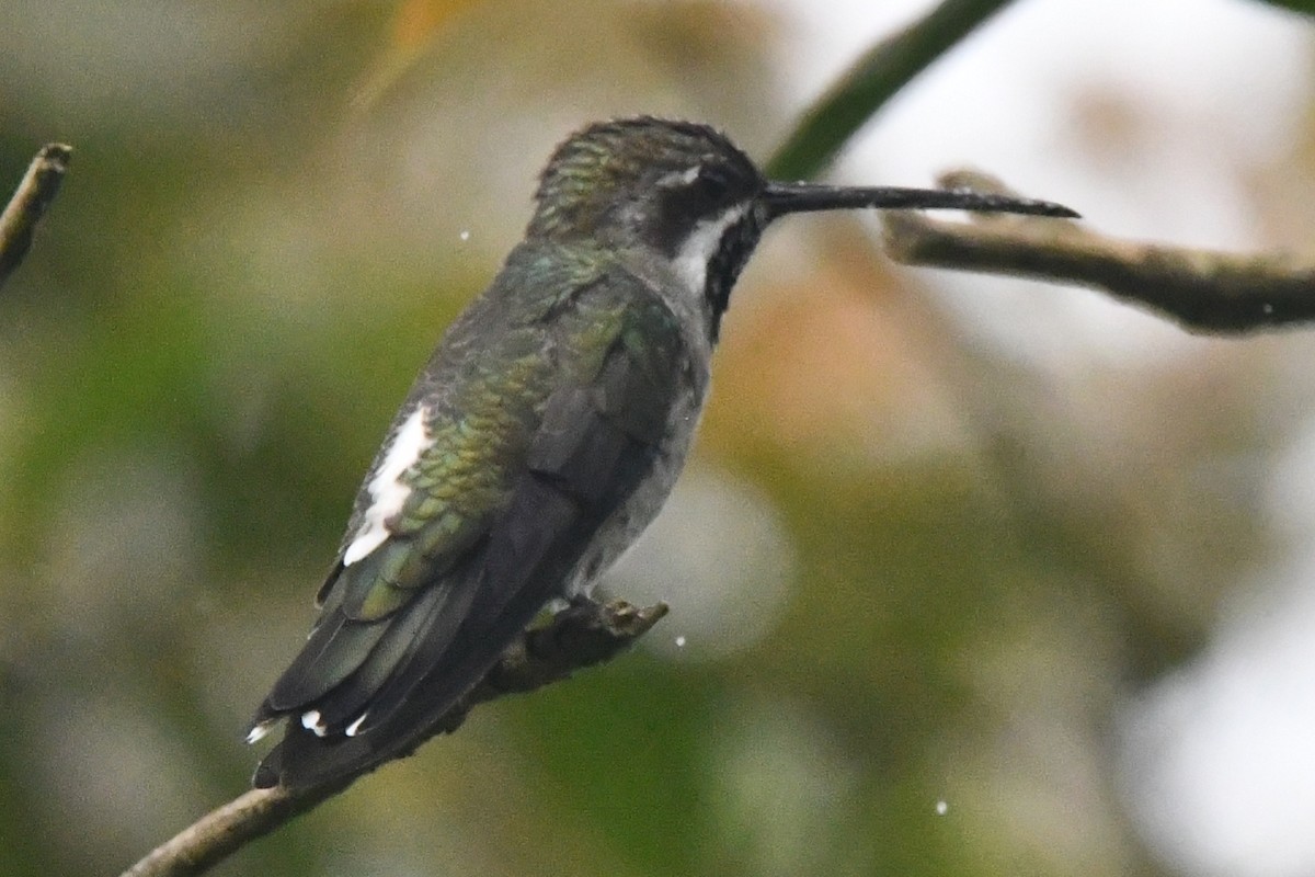 Plain-capped Starthroat - ML643373738
