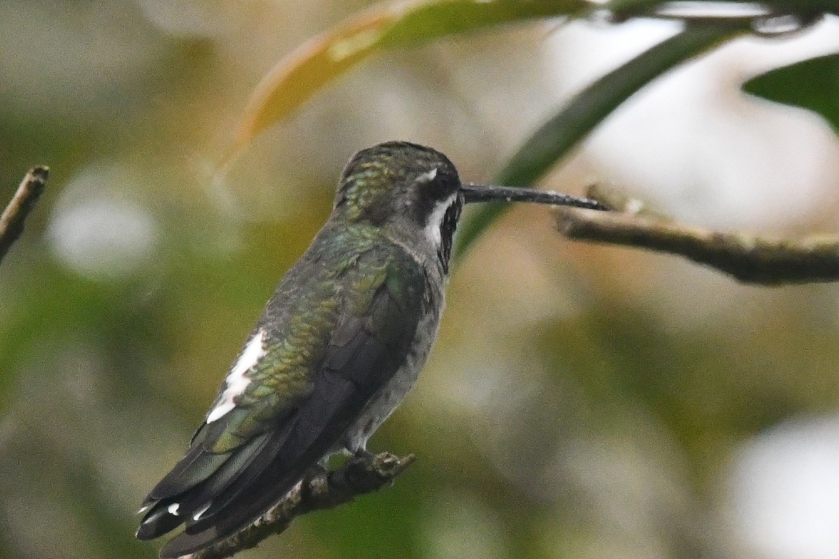 Plain-capped Starthroat - ML643373742