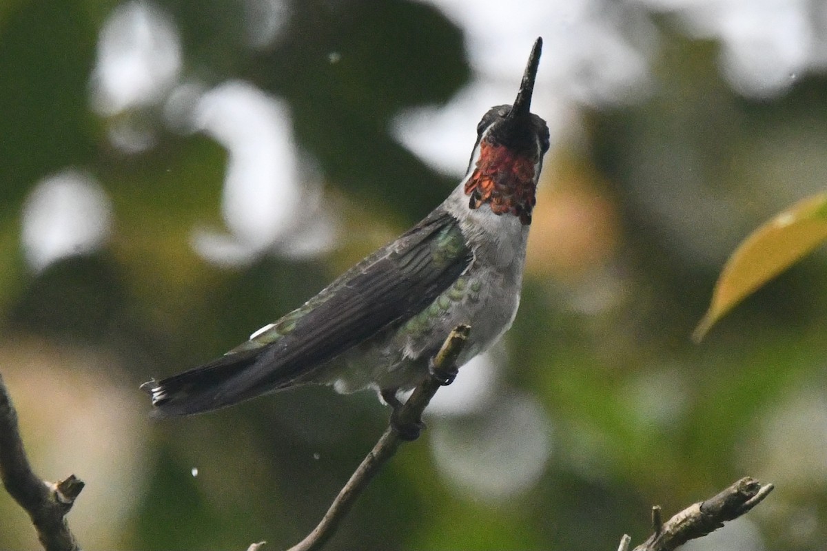 Plain-capped Starthroat - ML643373743
