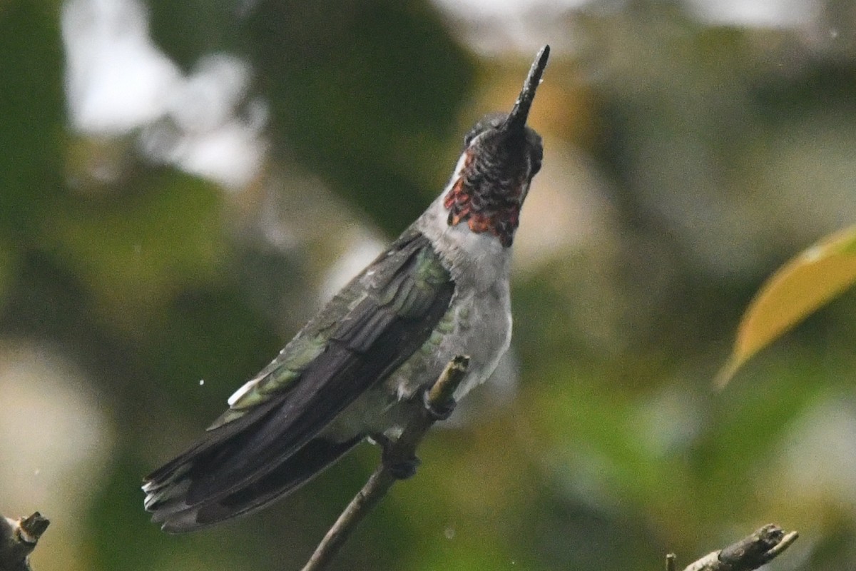 Plain-capped Starthroat - ML643373744