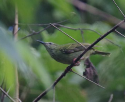 Red-legged Honeycreeper - ML643373745