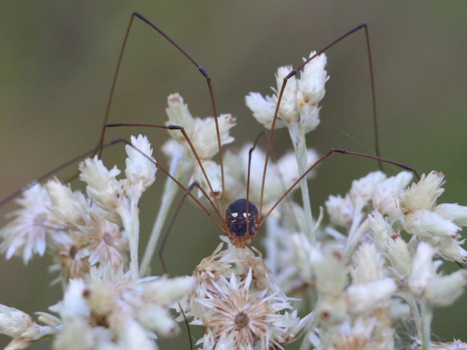 Insects - ML643373749