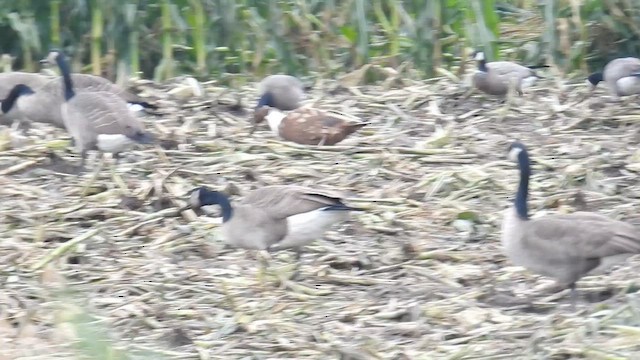 pižmovka americká x kachna divoká (hybrid) - ML643373756