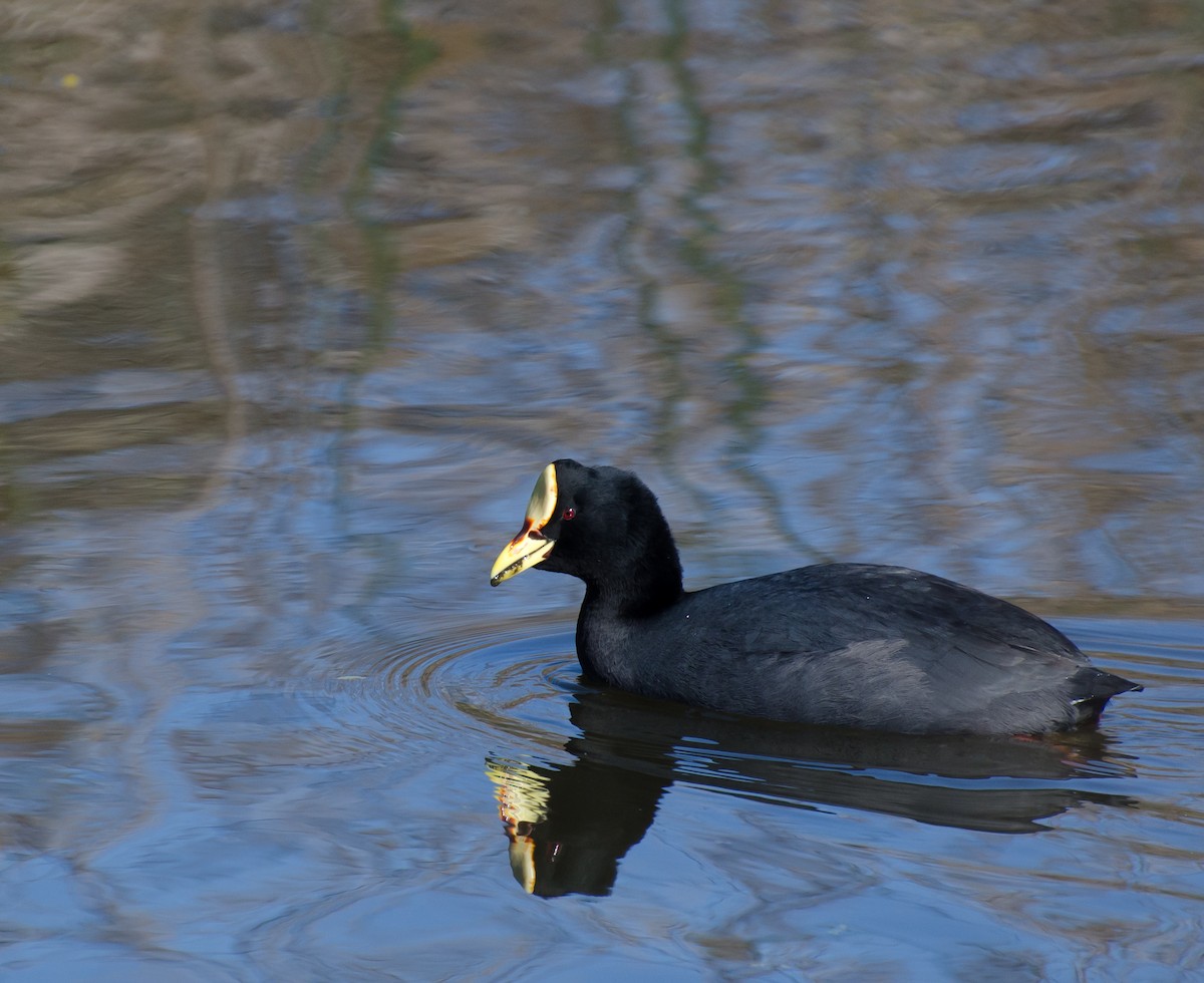Red-gartered Coot - ML643373763