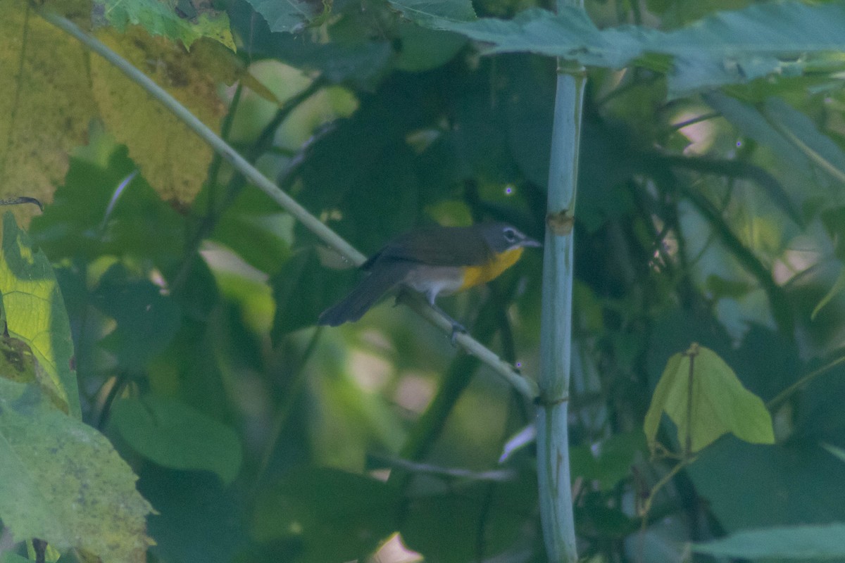 Yellow-breasted Chat - ML643373767